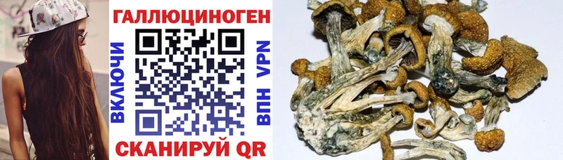Купить  Алатырь  Псилоцибиновые грибы MAGIC MUSHROOMS 